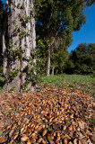 live oak acorns-5.jpg