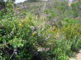 Bush monkeyflower, Black Sage coastal scrub May 5, 09.jpg