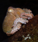 Red Octopus-1.jpg