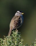 Chap. 11-22, White-crowned Sparrow