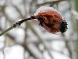 Winter tears...