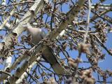 Turtle dove