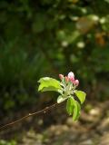 Apple tree flower