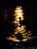 Ducks on the river at night