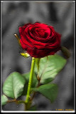 Rose 2.jpg