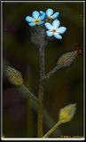Small-Flower-5 frac moti.jpg