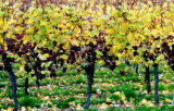 forgotten grapes.