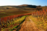 la vigne en hiver.