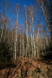 forêt de Vexincourt