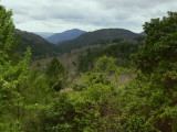 Alta Rocca forest.