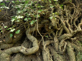 olive tree roots