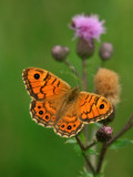 orange butterfly