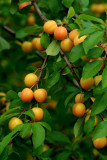 mirabelles