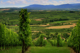 the vineyard in summer