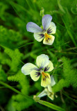 wild pansies of  my Vosges mountains
