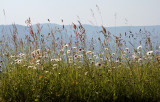 summer in the Vosges mountains