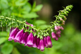 digitalis #3