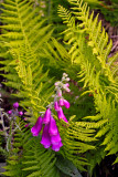 Foxglove and ferns