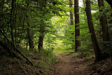 dark forest