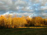 the Rhine forest in autumn