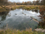 a dead arm of the river Rhine #2