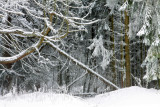 wild winter forest