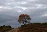 evening falls and the daylight is fading.