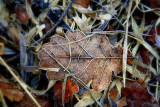 frozen oak leaves.