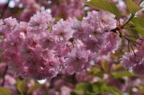 4842 Spring in Paris. Cherry blossoms