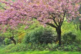 4868 Spring in Paris. Cherry blossoms