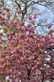 4874 Spring in Paris. Cherry blossoms