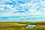 Prairie Summer