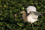 Indian Pond Heron