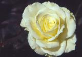 White rose