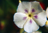 White Periwinkle