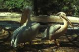 A great white pelican and an eurasian spoonbill