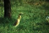 Indian pond heron 02