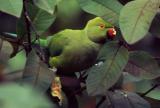 Rose-ringed parakeet, having breakfast