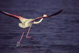 Flamingo - taking off
