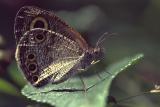 Common five-ring butterfly 01