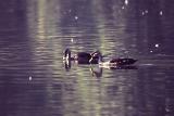 Duck pair 02