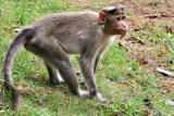 Monkey 02