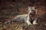White tiger 02, just after a bath