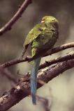 Parakeet preening 02