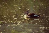 Spot-billed duck