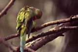 Parakeet preening 03
