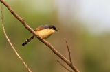 Ashy Prinia