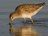 Long Billed Dowitcher