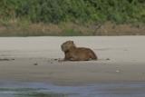 capybara IMG_3237.jpg