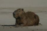 capybara IMG_3276.jpg